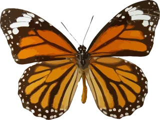 Animal Butterfly Insect Stickdatei – Tiere