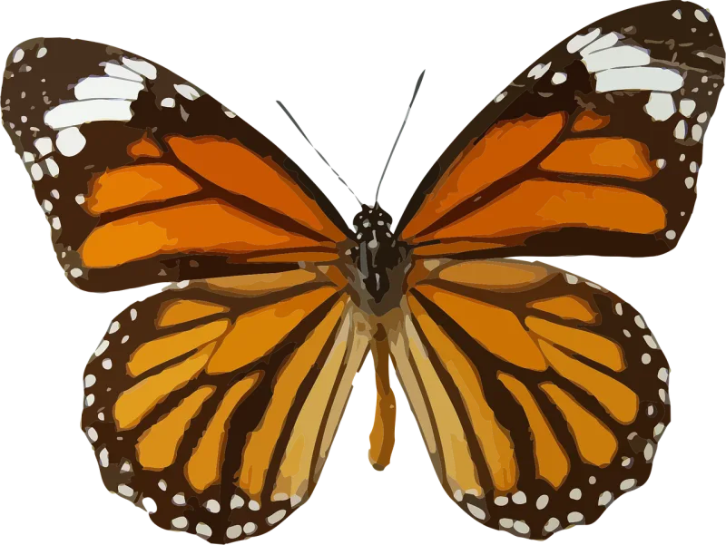 Animal Butterfly Insect Stickdatei – Tiere