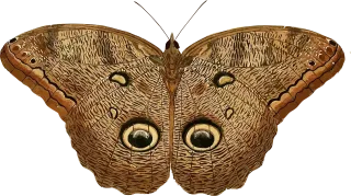 Animal Butterfly Insect Stickdatei