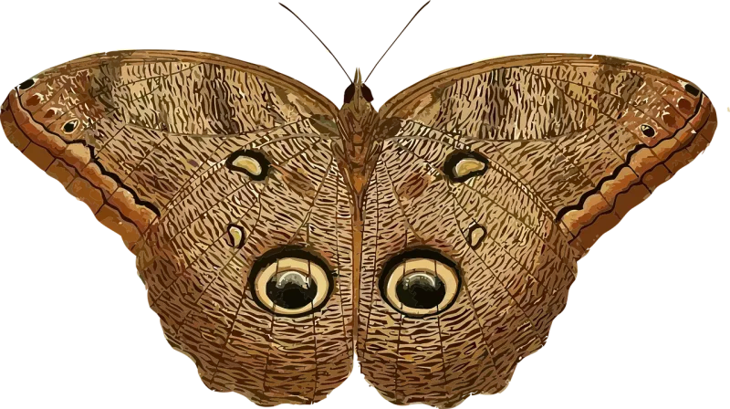 Animal Butterfly Insect Stickdatei – Tiere