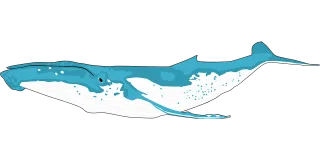 Animal Ocean Whale Stickdatei