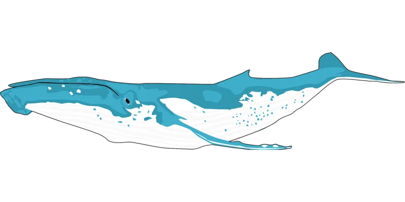 Animal Ocean Whale Stickdatei – Sport