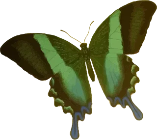 Animal Butterfly Insect Stickdatei