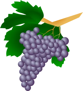 Grapes Plant Raisin Stickdatei – Essen & Trinken