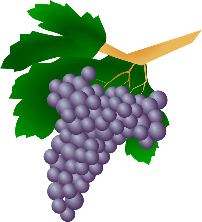 Grapes Plant Raisin Stickdatei – Essen & Trinken