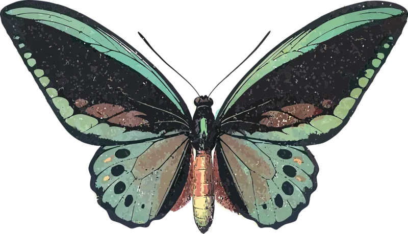 Animal Butterfly Insect Stickdatei – Tiere