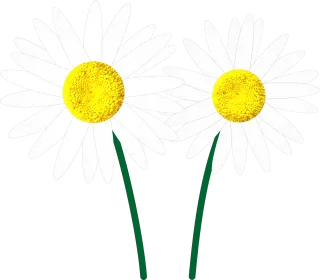 Daisy Flower Flowers Stickdatei