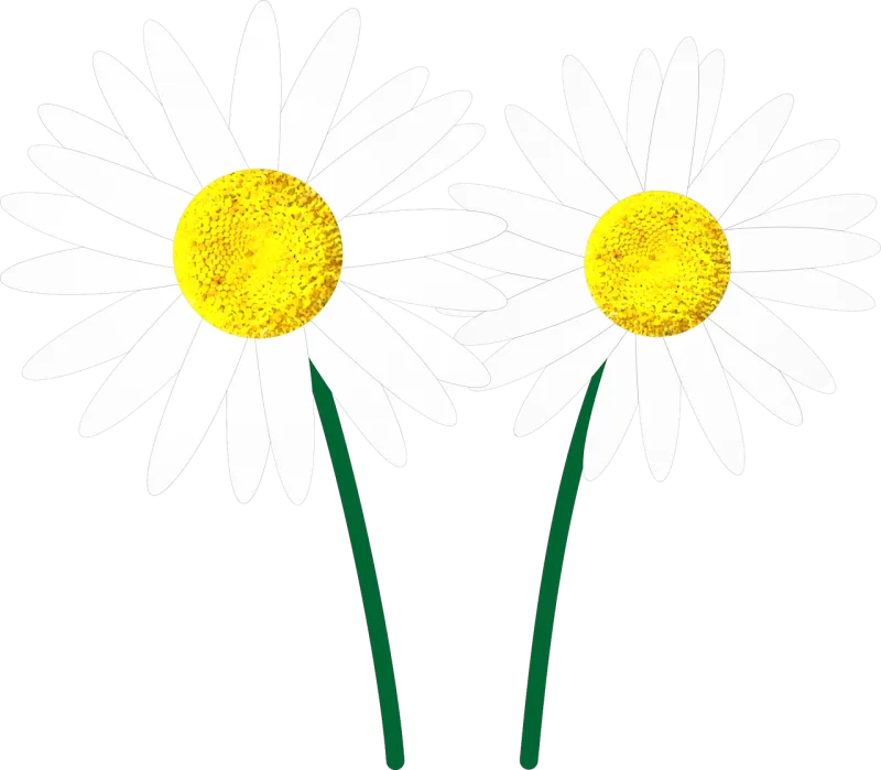 Daisy Flower Flowers Stickdatei – Blumen