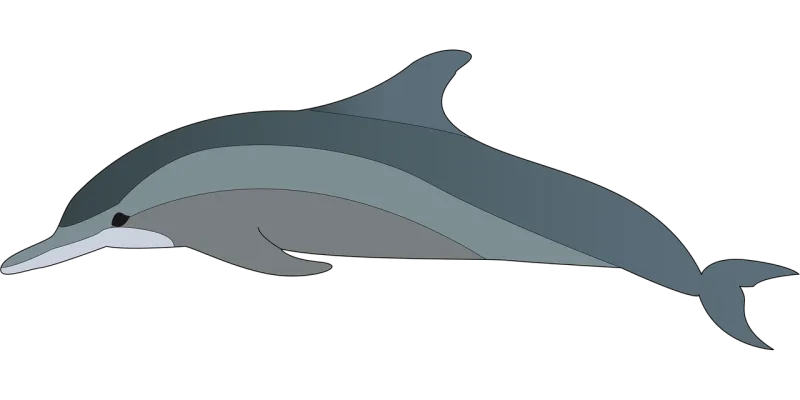 Dolphin Nature Animal Stickdatei – Tiere