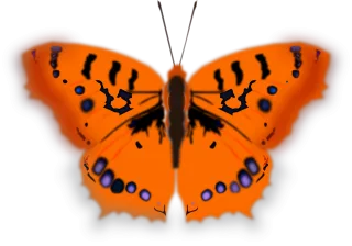 Butterfly Insect Animal Stickdatei