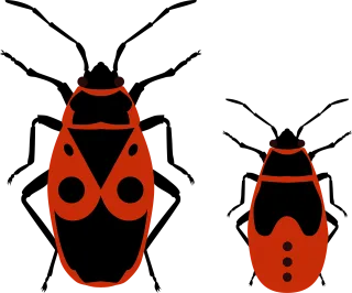 Beetle Bug Firebug Stickdatei