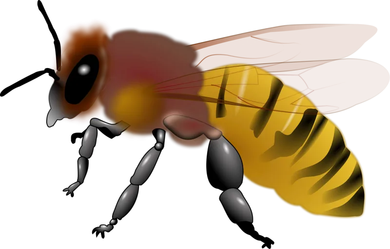 Animal Bee Honey Stickdatei – Tiere