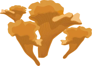 Chanterelle Chantarelle Fungus Stickdatei – Natur