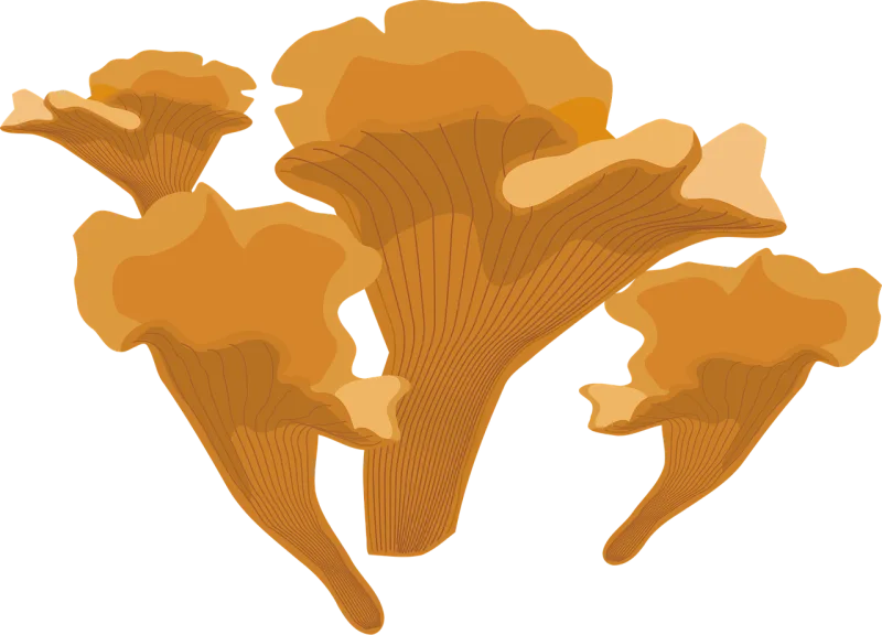 Chanterelle Chantarelle Fungus Stickdatei – Natur