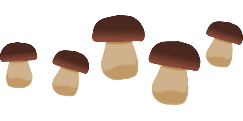 Yellow boletus Boletus Fungus Stickdatei – Natur