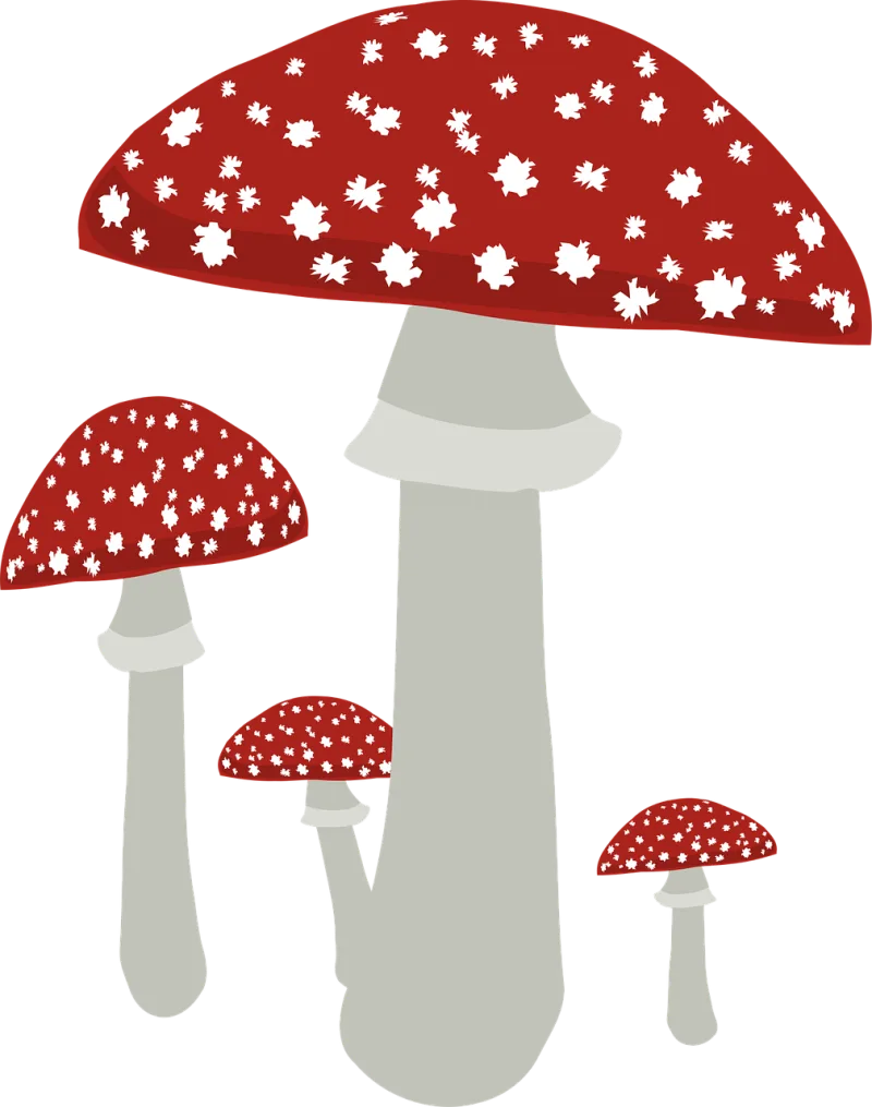 Fly agaric Fungus Mushroom Stickdatei – Natur