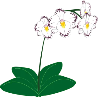 Orchid Flower Flower wallpaper Stickdatei
