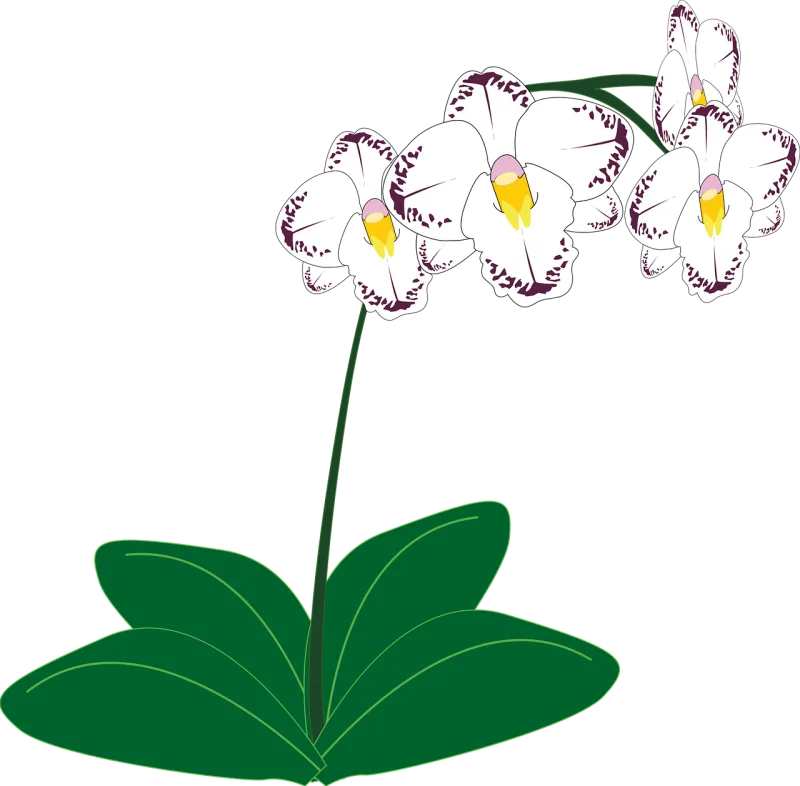 Orchid Flower Flower wallpaper Stickdatei – Blumen