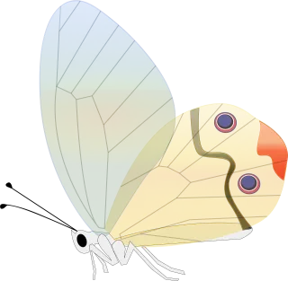 Butterfly Transparent Insect Stickdatei