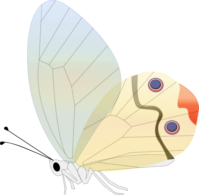 Butterfly Transparent Insect Stickdatei – Tiere