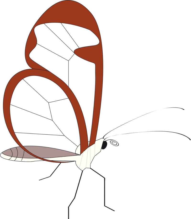 Butterfly Nature Insect Stickdatei – Tiere