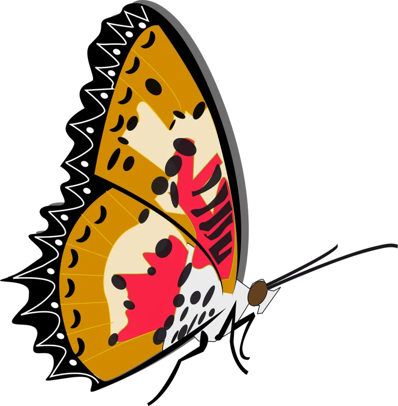 Butterfly Nature Insect Stickdatei – Tiere