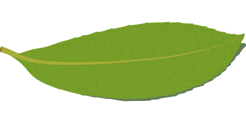 Green Leaf Nature Stickdatei – Natur