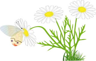 Flower Beautiful flowers Butterfly Stickdatei