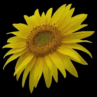 Sun flower Nature Beautiful flowers Stickdatei