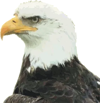 Bald eagle Eagle Bird of jove Stickdatei