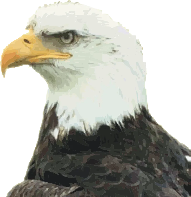 Bald eagle Eagle Bird of jove Stickdatei – Tiere