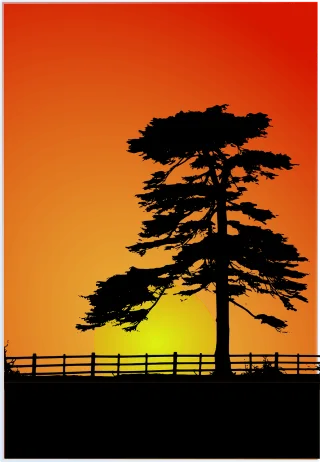 Sunset Cedar Cedar tree Stickdatei – Natur