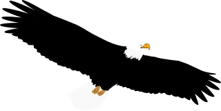 Bald Eagle Nature Stickdatei – Natur