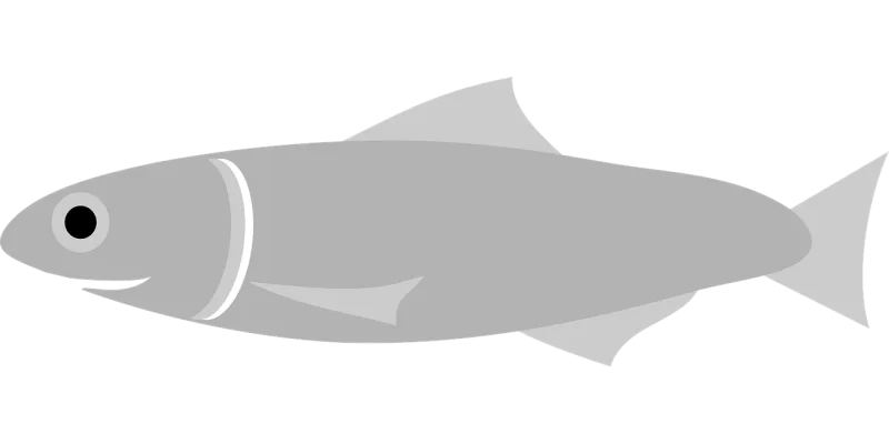Anchovy Fish Grey Stickdatei – Sport