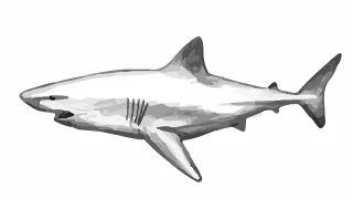 Shark The fish Animal Stickdatei