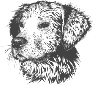Dog Animal Domestic animal Stickdatei