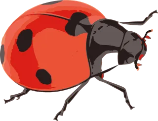 Ladybug Red Insect Stickdatei