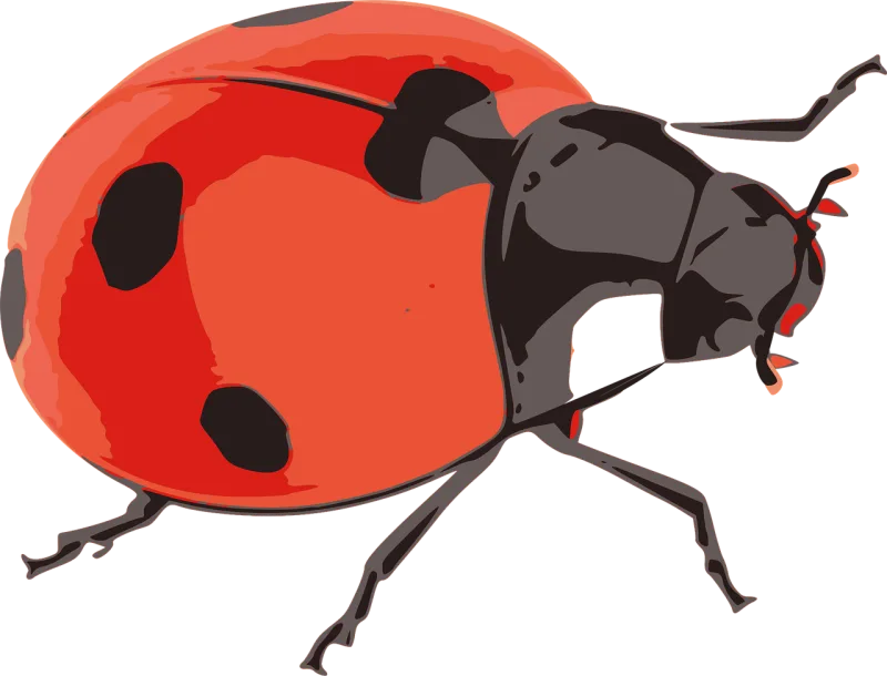 Ladybug Red Insect Stickdatei – Tiere
