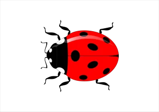 Ladybug Insect Vector Stickdatei