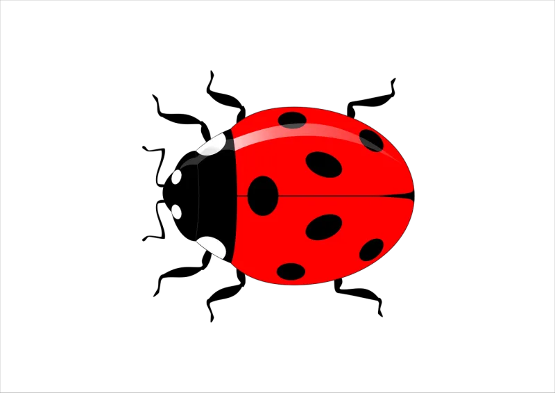 Ladybug Insect Vector Stickdatei – Tiere