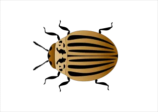 Potato beetle Insect Vector Stickdatei