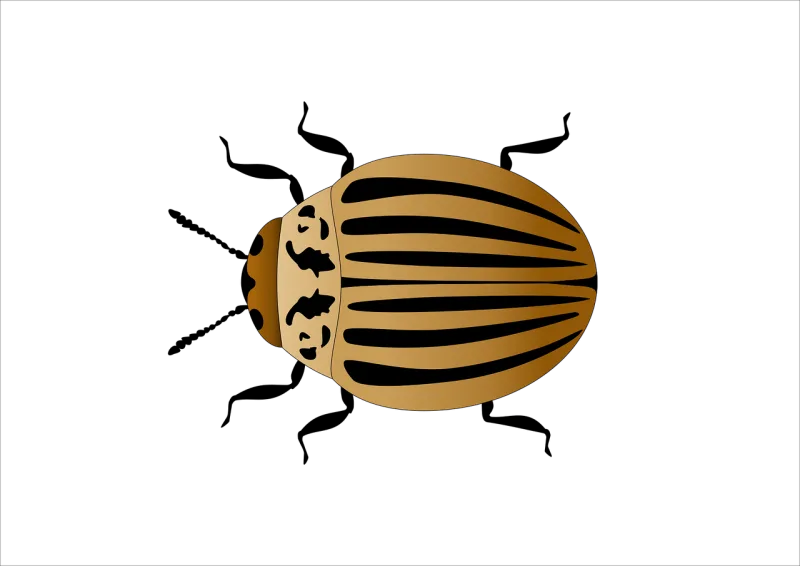 Potato beetle Insect Vector Stickdatei – Tiere