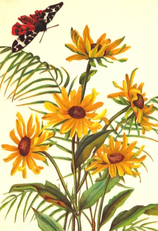 Butterfly Flower wallpaper Floral Stickdatei