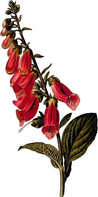 Biennial Nature Branch Stickdatei