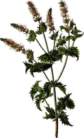 Branch Floral Nature Stickdatei