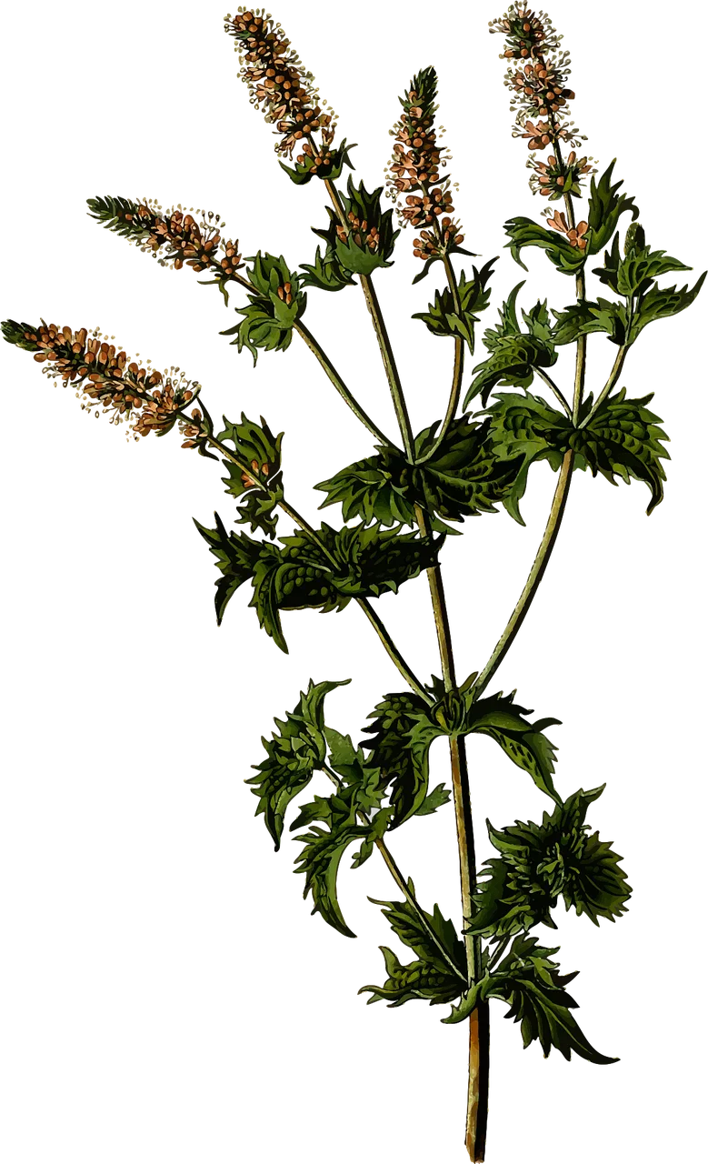 Branch Floral Nature Stickdatei – Blumen