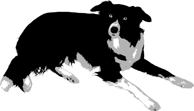 Animal Border collie Dog Stickdatei – Tiere