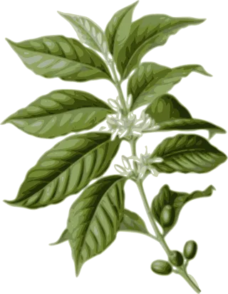 Coffee Flower Nature Stickdatei – Essen & Trinken
