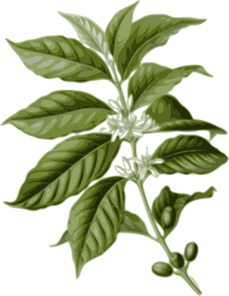 Coffee Flower Nature Stickdatei – Essen & Trinken