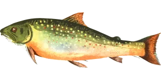 Animal Nature Fish Stickdatei – Tiere